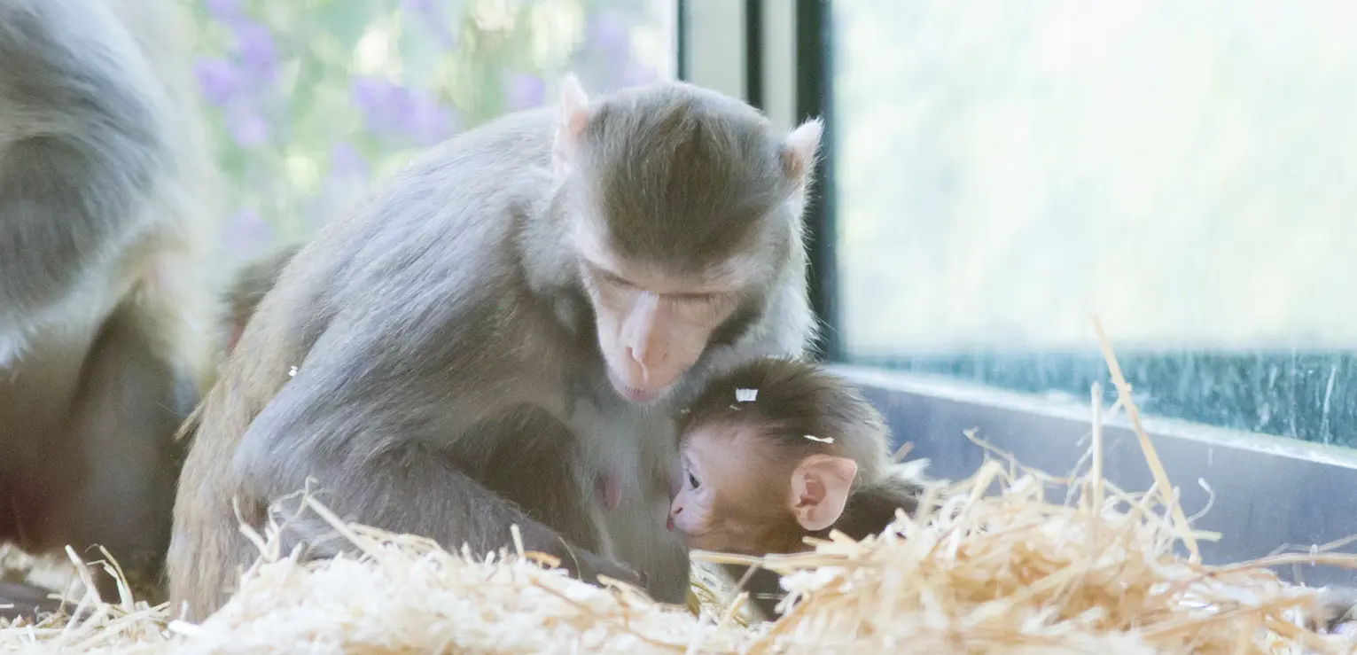 MRC Centre for Macaques Biobank