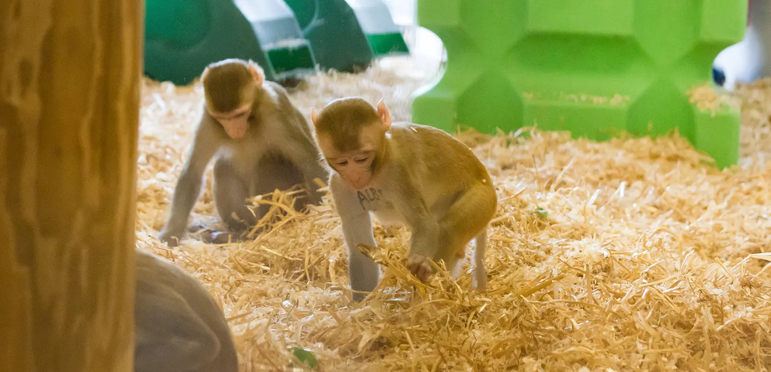 MRC Centre for Macaques Habituation and Training