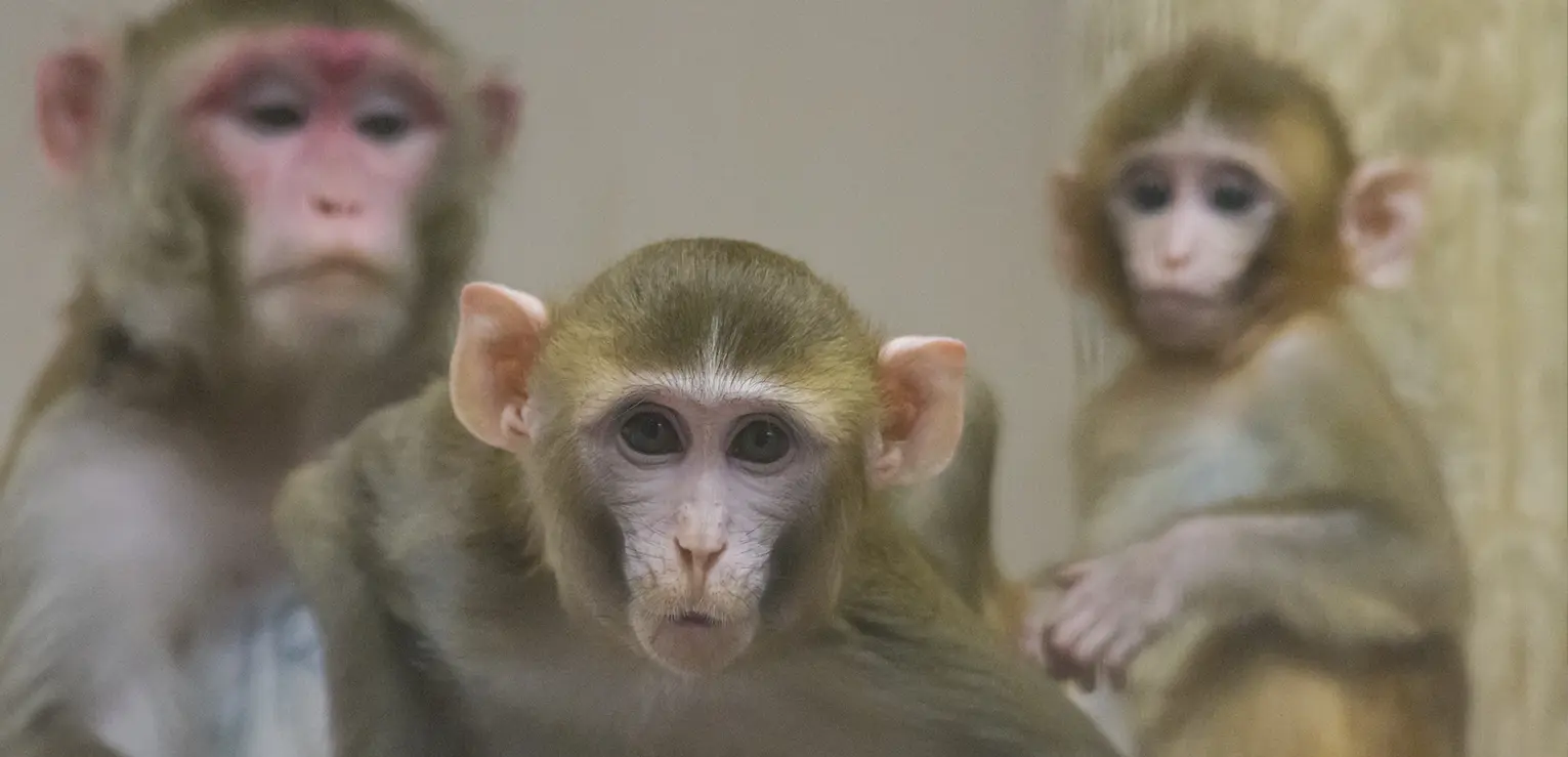 MRC Centre for Macaques Research Projects