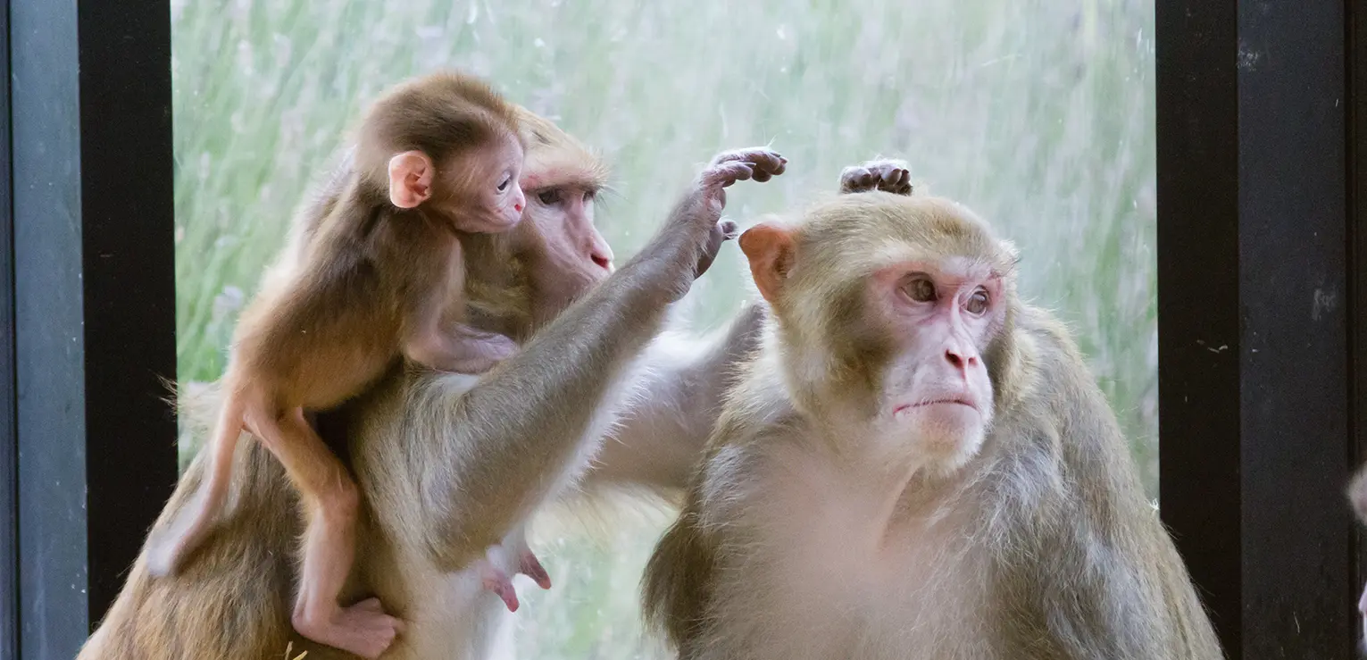MRC Centre for Macaques Troop Management