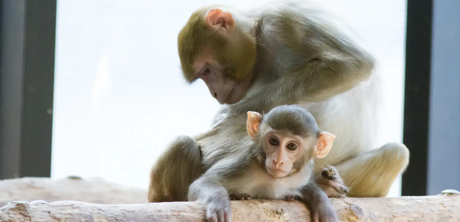 MRC Centre for Macaques Visiting Information